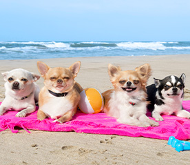 Puppies at the beach Puppies at the beach